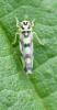 Eupteryx atropunctata